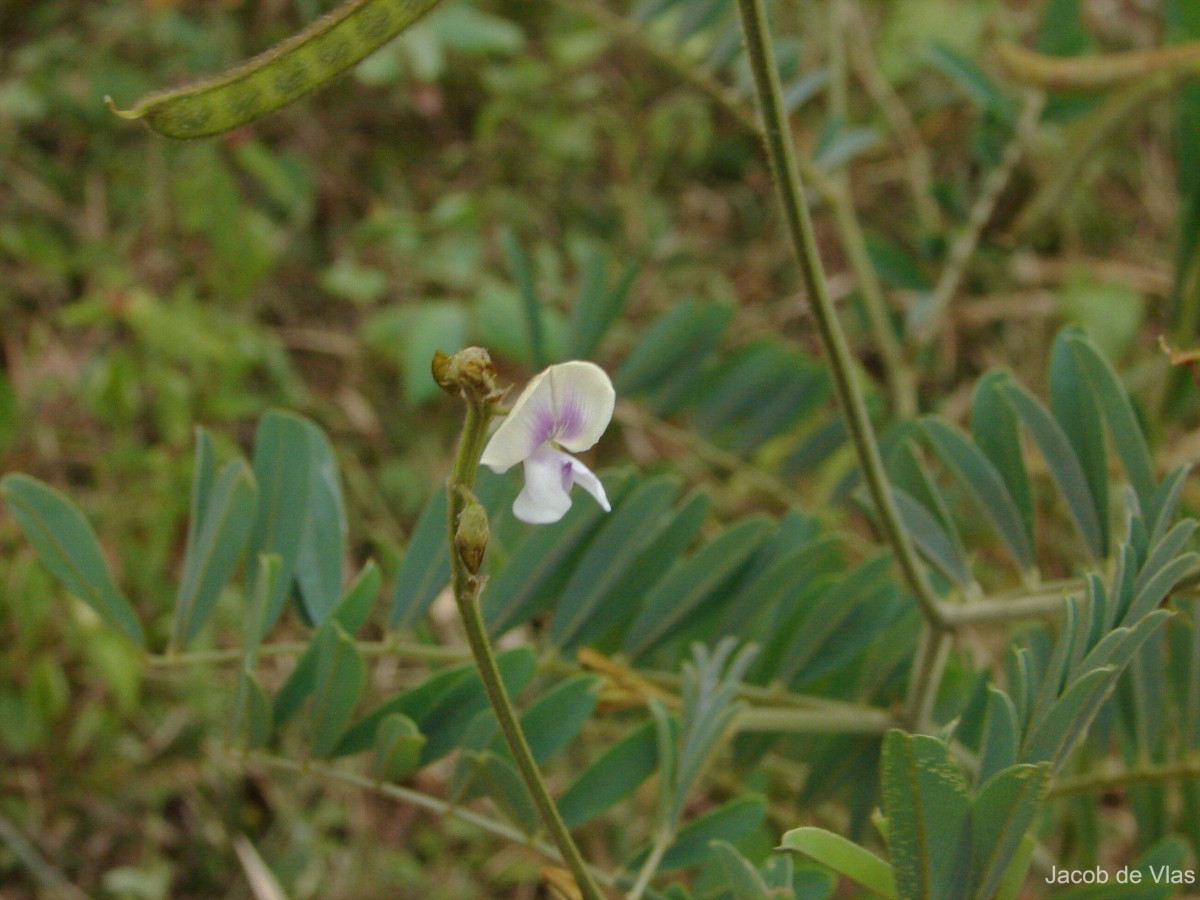 Tephrosia noctiflora Bojer ex Baker